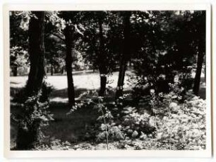 Deutsche Gartenschau 1950 auf dem Killesberg, Stuttgart: Park Bäume, Rasen, Sträucher