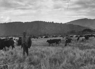 Viehhirte : Ein Angehöriger der Sidama hütet eine Viehherde