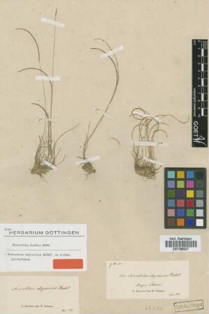 Microchloa abyssinica Hochst. ex A.Rich. [Isosyntype]