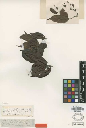 Couepia myrtifolia Benth. ex Hook. f. [paratype]