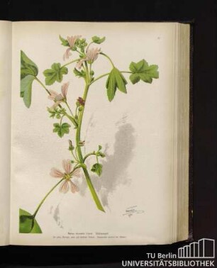 Malva silvestris Linné. Käsepappel.