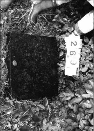 Grabstein 269