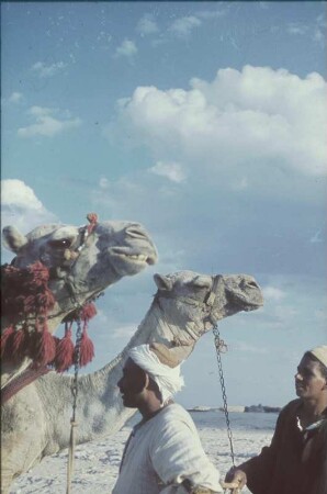 Reisefotos Ägypten. Kamelführer