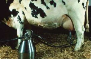 Fotografie: Melktechnik, Eimermelkanlage