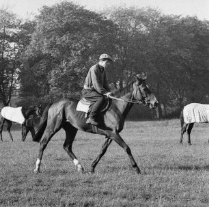 Gangarten des Pferdes. Jockey beim Traben im Moritzburg