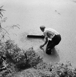 Binsen und Wasserlinsen. Mann in einem mit Wasserlinsen bedeckten Gewässer