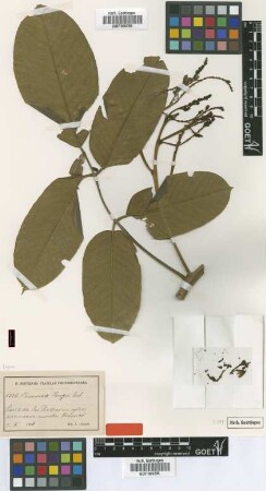Ormosia krugii Urb. [type]