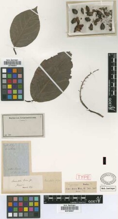 Coccoloba zebra Griseb. [syntype]