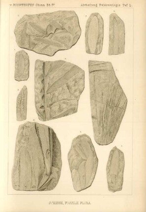 Schenk, Fossile Flora