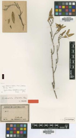 Epidendrum lucidum Schltr. [isotype]