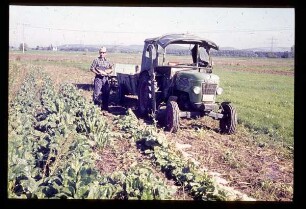Bauer bei der Rübenernte am Kaiserstuhl