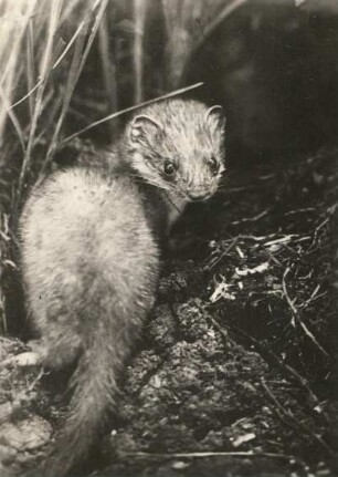 Großes Wiesel (Mustela, Putorius ermineus)