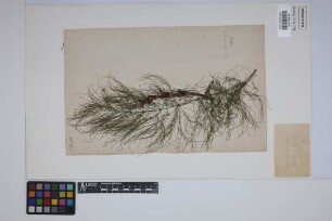 Equisetum sylvaticum L.