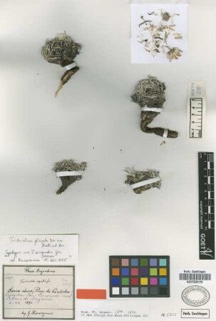 Trichocline argentea Griseb. [syntype]