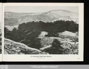 13. Die letzten Zedern des Libanon.