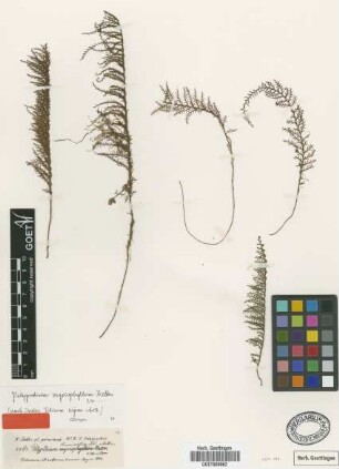 Polypodium myriophyllum Mett. ex Baker [isotype]