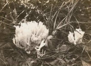 Europa. Kammförmige Keulenpilz (Clavulina coralloides, syn. Clavulina cristata, Ramaria cristata)