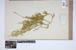 Lycopodium jussiaei Desv. ex Poir.