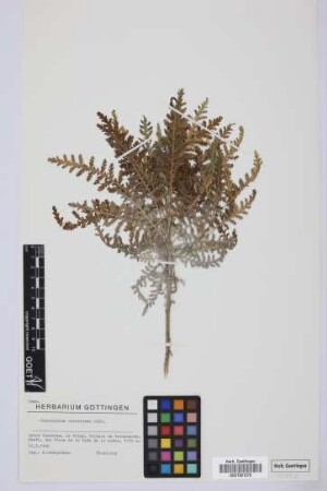Gonospermum canariense (DC.) Less.