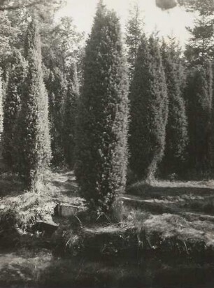 Lüneburger Heide. Wacholdergruppe im Spöktal bei Hützel