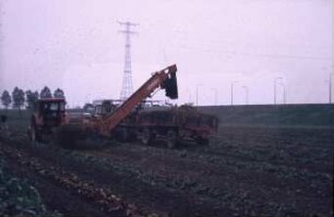 Fotografie: Erntetechnik, Zuckerrübe, Zweiphasiges Ernteverfahren, Schwadlader