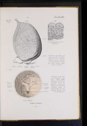 Vesica urinaria.