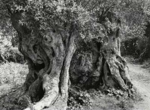 Verknorpelter und uralter Olivenbaum auf Mallorca