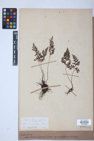 Asplenium adiantum-nigrum subsp. cuneifolium (Viv.) Asch.