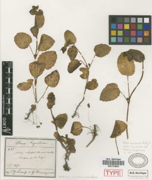 Valeriana urticifolia coarctata Griseb.[type]
