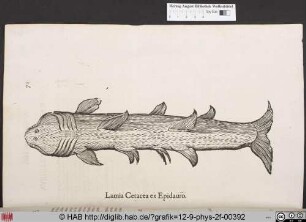 Lamia Cetacea ex Epidauro.