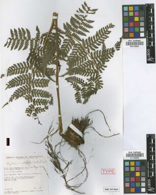Megalastrum alticola M.Kessler & A.R.Sm. [paratype]