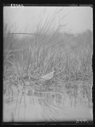 Trauerseeschwalbe : Trauerseeschwalbe (Childonias niger Linnaeus) auf dem Nest.