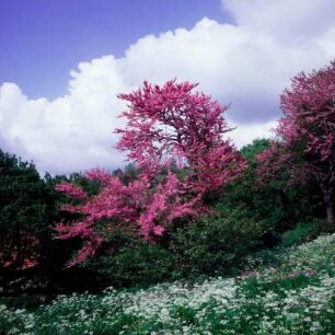 Aristi, Epiros. Blühende Judasbäume (Cercis siliquastrum L.) bei Aristi