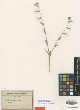 Silene dichotoma Ehrh. [type]
