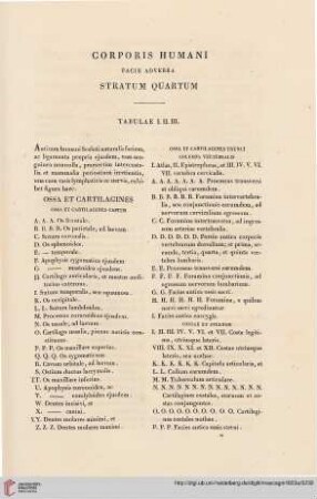Corporis humani facie adversa stratum quartum
