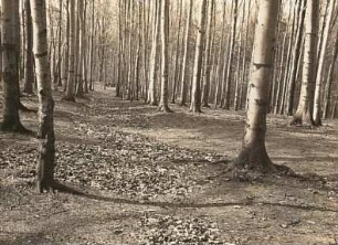 Europa. Rotbuchenwald (Fagus sylvatica) im Herbst