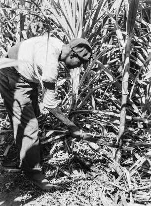 Zuckerrohrernte : Zuckerrohrernte auf einer Plantage bei Malabo.