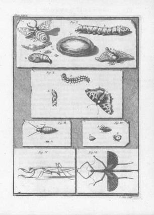 Plate XXVII