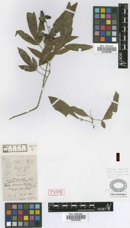 Trichilia hieronymi Griseb.