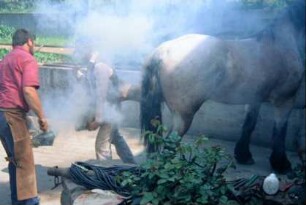 Hufbeschlag: Aufbringen eines Hufeisens auf die Hinterhand des Pferdes (Kaltblut)