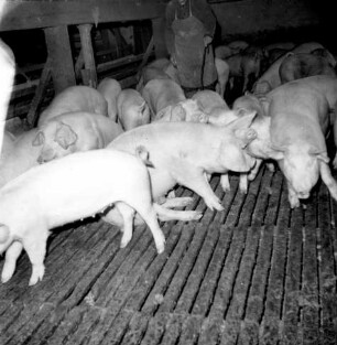 Mastschweine auf Vollspaltenboden