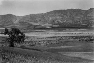 Landschaftsblick : Blick über Weizenfelder, Weinreben und Ölbäume.