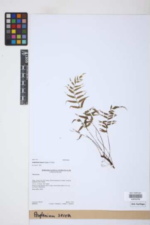 Asplenium serra Langsd. & Fisch.