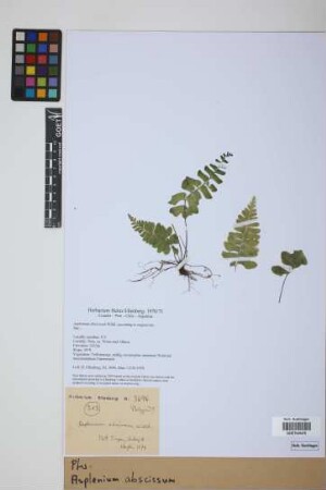 Asplenium abscissum