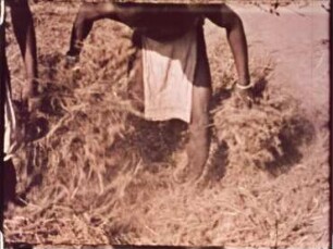 Kuttia Kond (Indien, Orissa) - Brandrodungsfeldbau (Ernte und Feldvorbereitung)