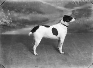 Hund