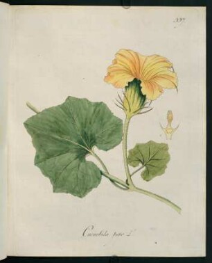 Cucurbita pepo L.