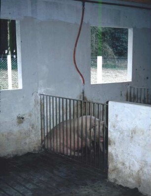 Fotografie: Schweinehaltung, Nippeltränke