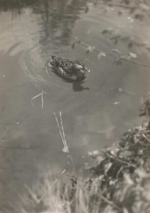 Oberlausitz. Stockente (Anas platyrhynchos). Schwimmendes Weibchen