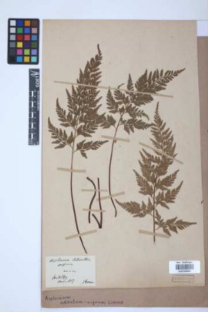 Asplenium adiantum-nigrum L.